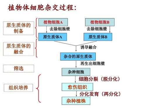 動物細(xì)胞融合與單克隆抗體——生物細(xì)胞工程的現(xiàn)代奇跡