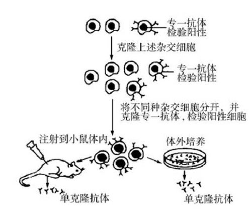 干貨丨高中生物選修三細(xì)胞工程詳細(xì)知識(shí)匯總，適合收藏