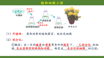 植物細(xì)胞工程 從細(xì)胞到完整植株的奧秘